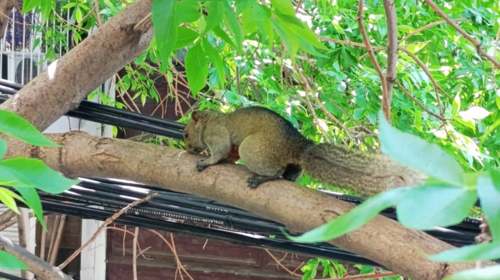 Una ardilla de vientre rojo fue vista en Palermo